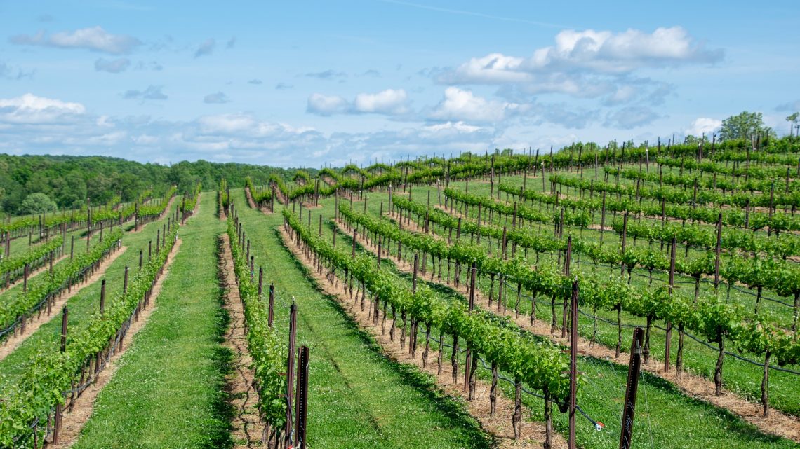 Découvrir Bordeaux et la route des vins