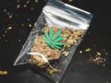 Les graines de cannabis contiennent-elles du THC ?